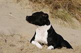 STAFFIE 286